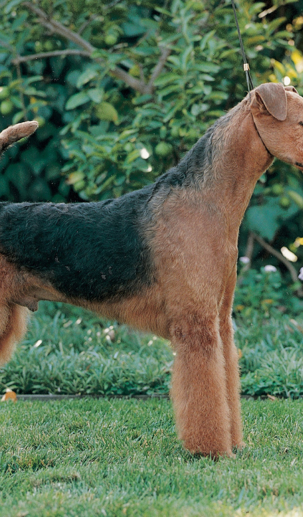 Эрдельтерьер на фоне зелени