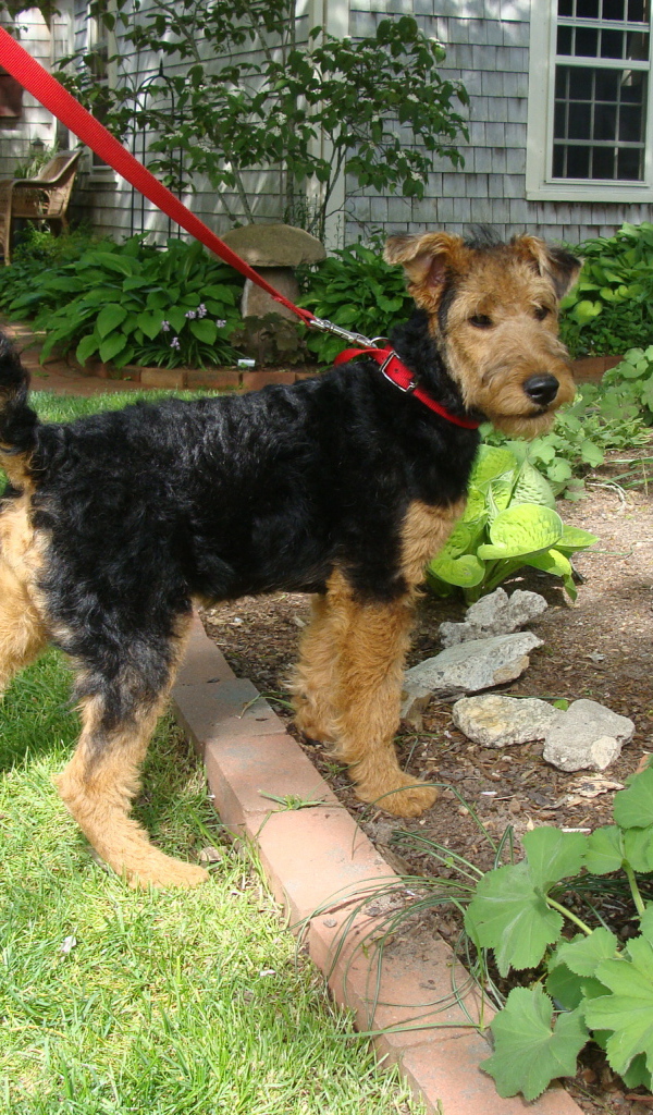 Щенок эрдельтерьера на прогулке