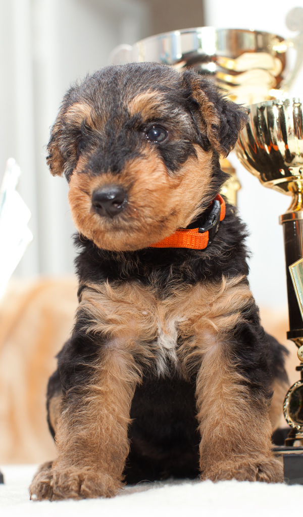 Щенок эрдельтерьера с наградами