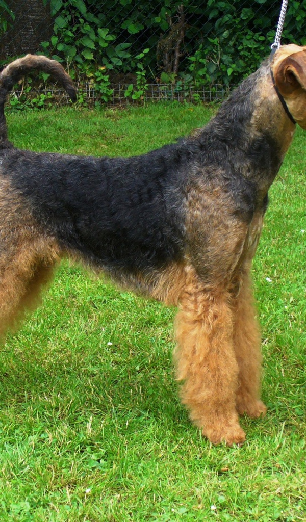 Эрдельтерьер со своим кубком