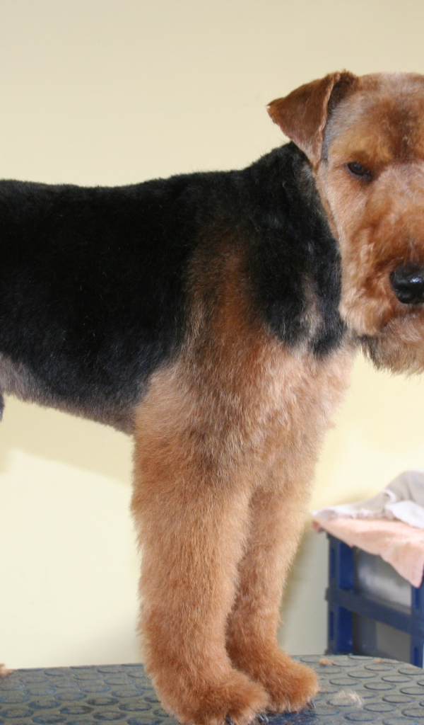 Эрдельтерьер на приеме у ветеринара