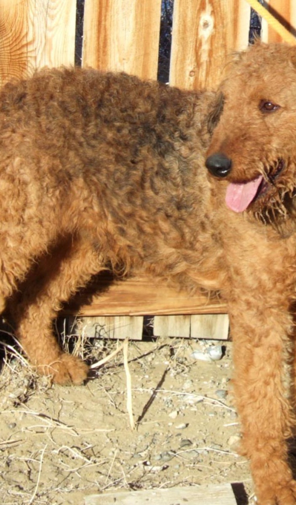 Эрдельтерьер у деревянного забора