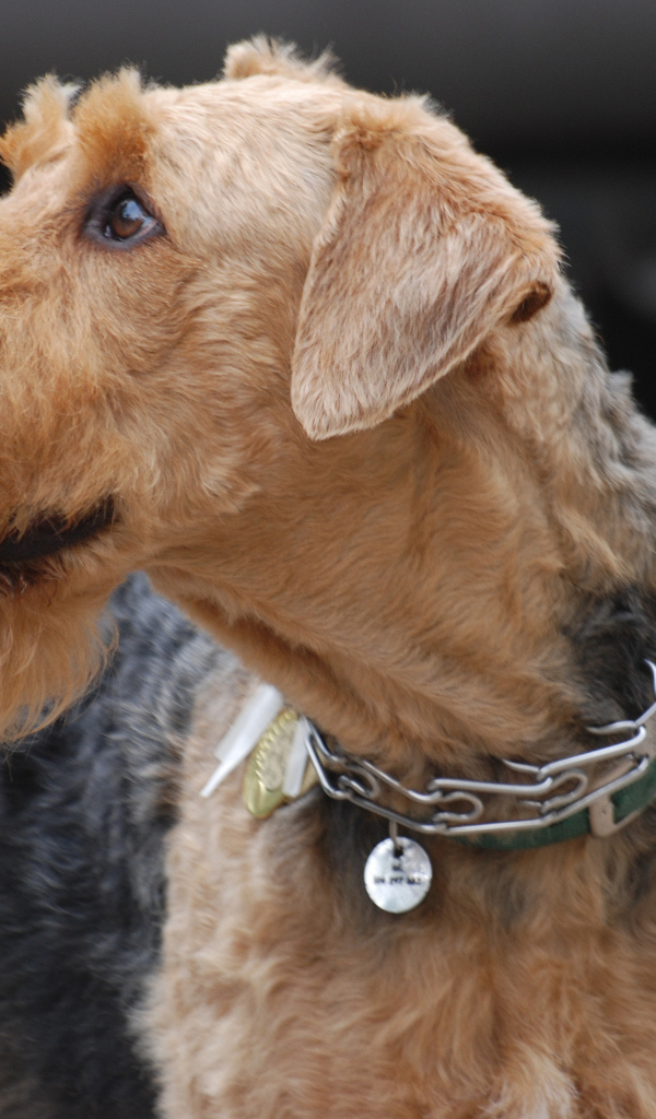 Собака эрдельтерьер на выставке