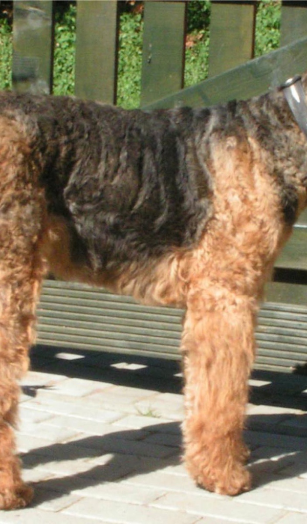 Пес эрдельтерьер охранник