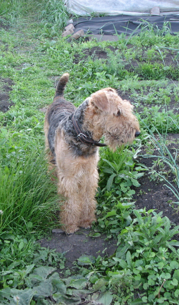 Собака эрдельтерьер в огороде