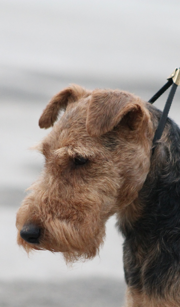 Пес эрдельтерьер на поводке