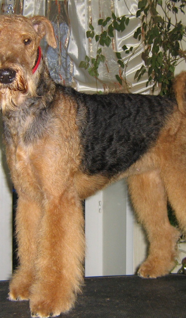 Собака эрдельтерьер на столе