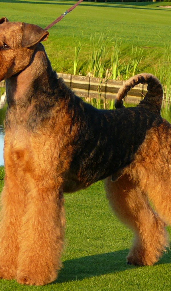 Собака эрдельтерьер у пруда