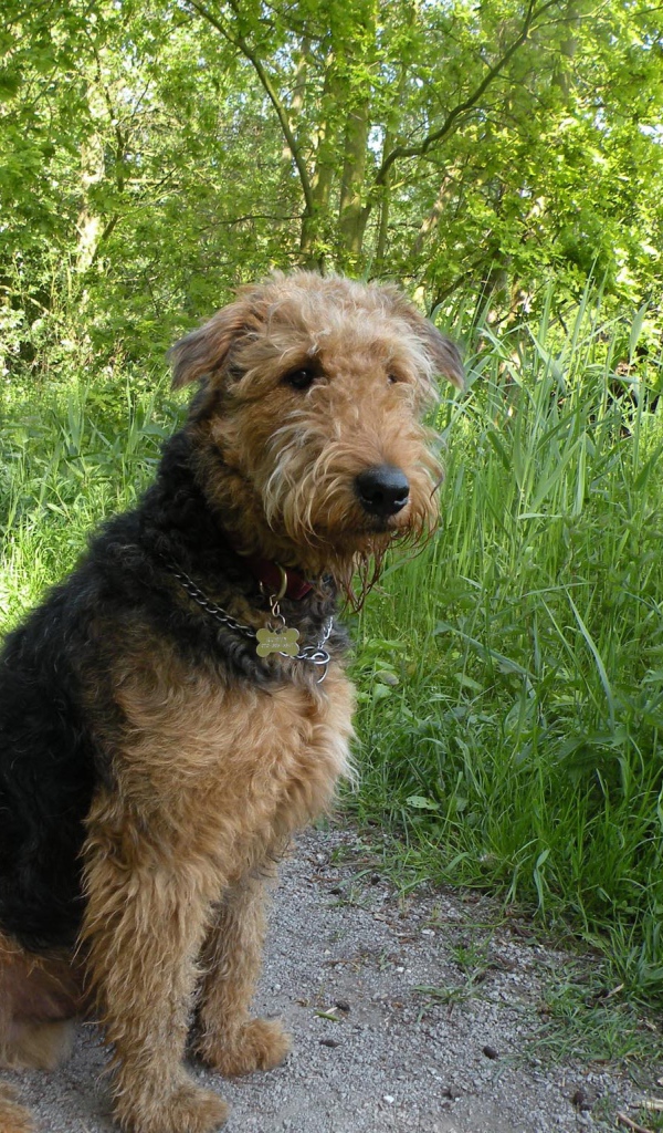 Собака эрдельтерьер сидит