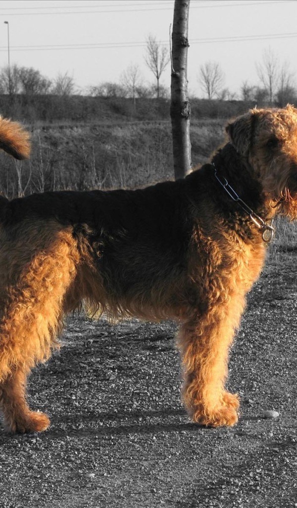 Пес эрдельтерьер за городом