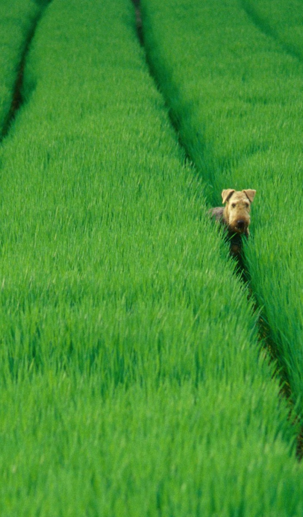 Эрдельтерьер в зеленых полях