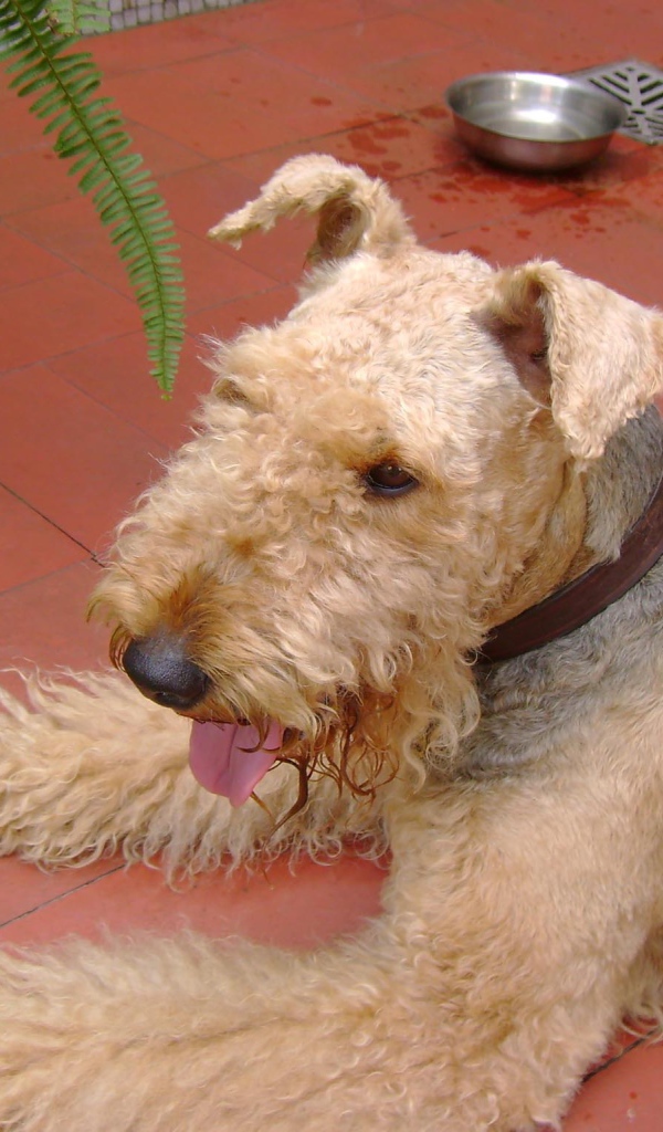 Эрдельтерьер на кафельном полу