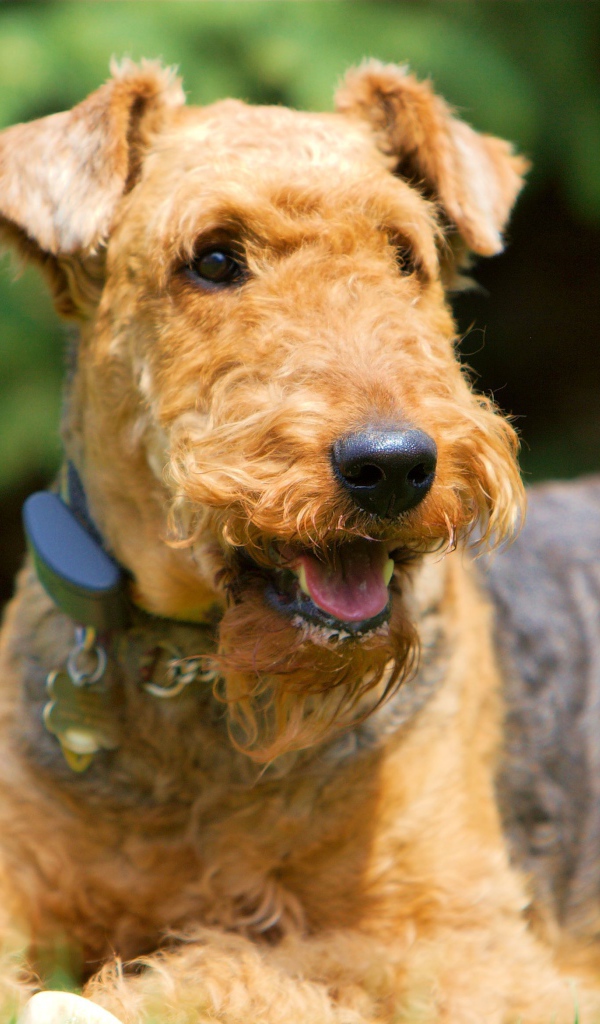 Улыбающийся эрдельтерьер на траве