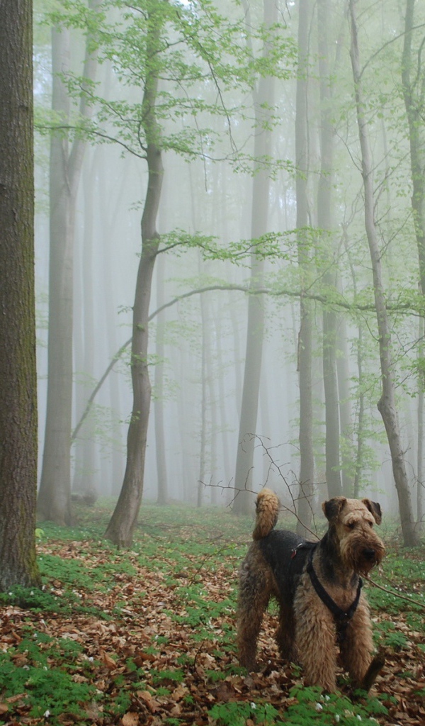 Эрдельтерьер гуляет в лесу
