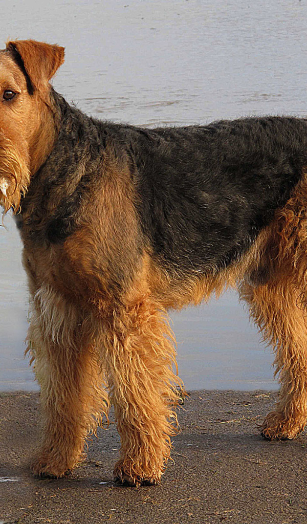 Мокрый эрдельтерьер у воды