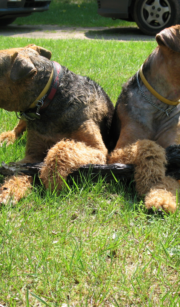 Эрдельтерьеры делят палку