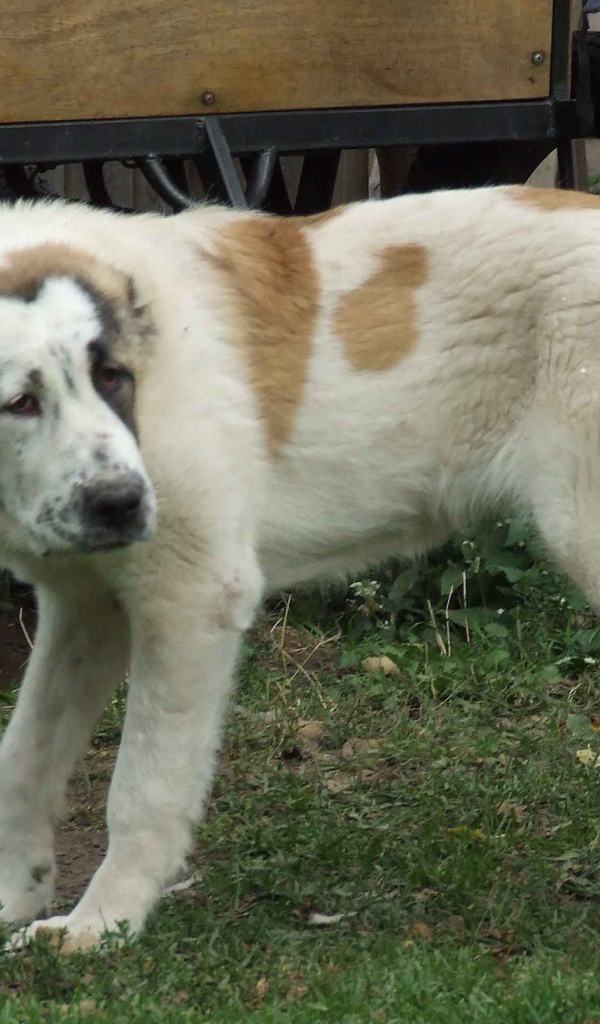 Алабай заискивает перед хозяином