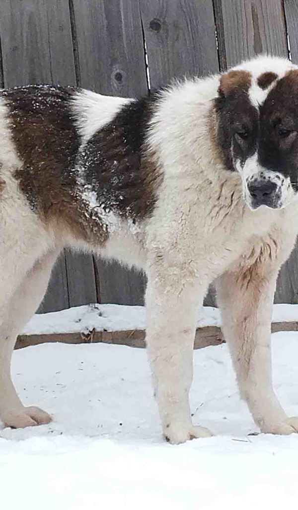 Алабай у забора