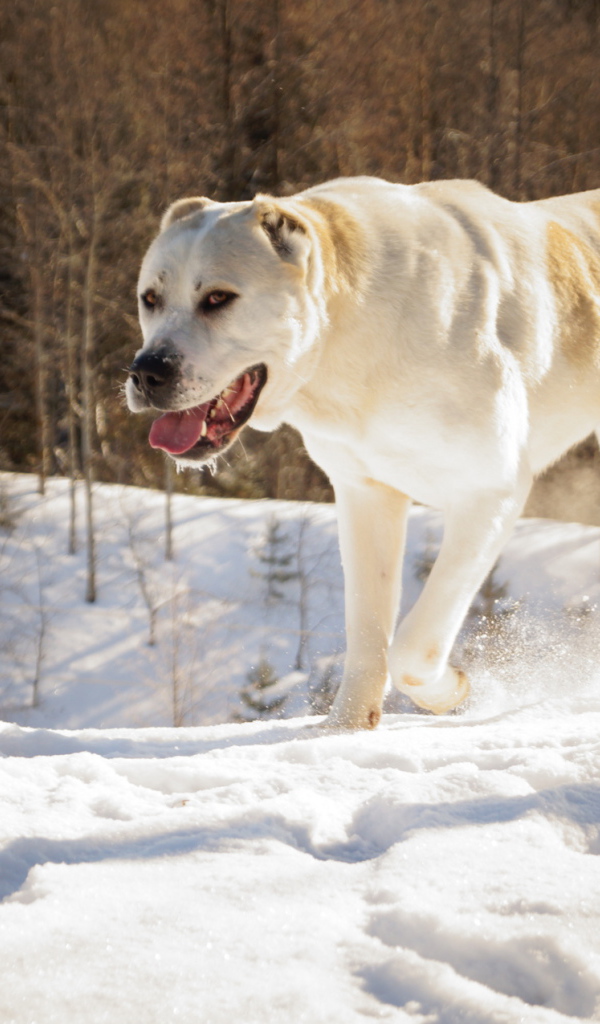 Алабай в зимнем лесу