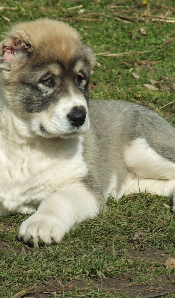 Щенок алабая на траве