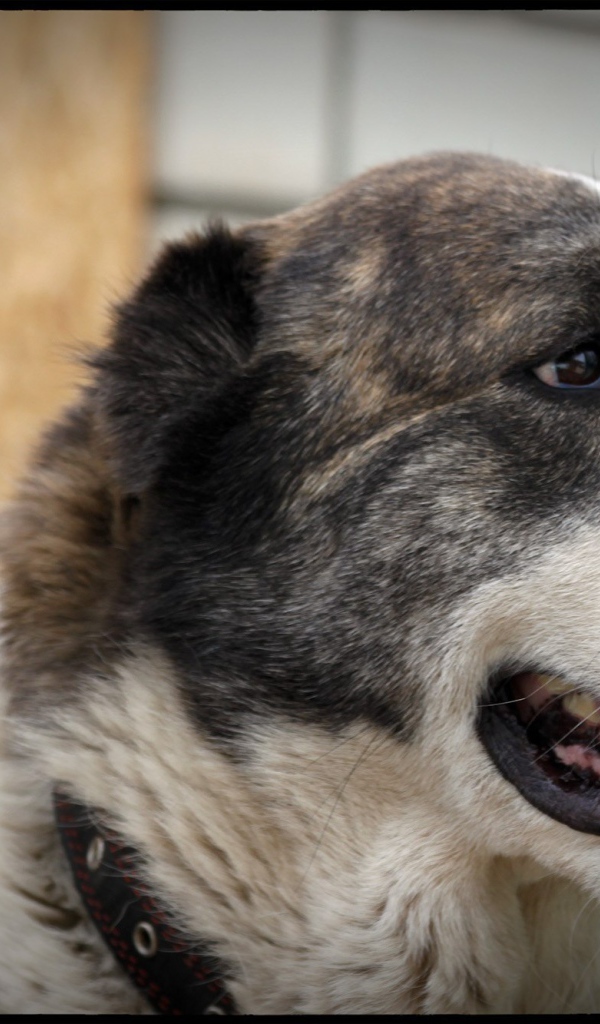 Алабай показывает зубы