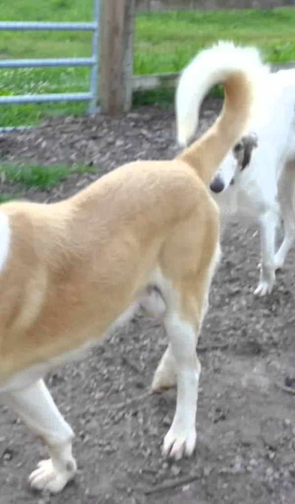 Алабай гуляет во дворе