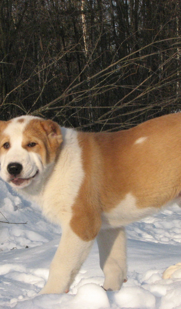 Алабай гуляет зимой