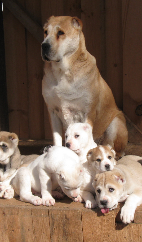 Алабай со своими щенками