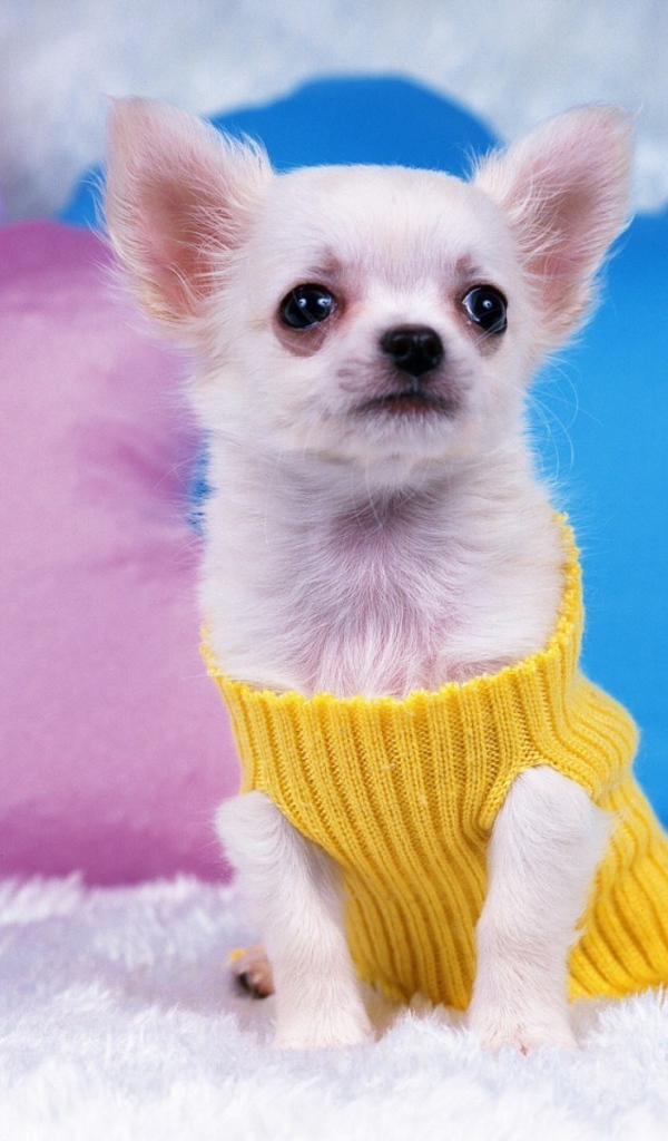 Восхитительная собака чихуахуа