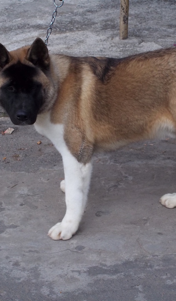 Порода собак американская акита