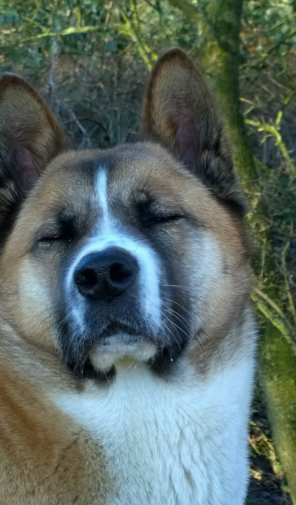 Американская акита прикрыла глаза
