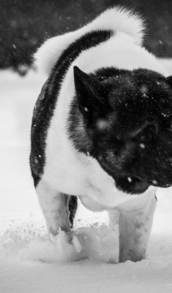 Американская акита в снегу