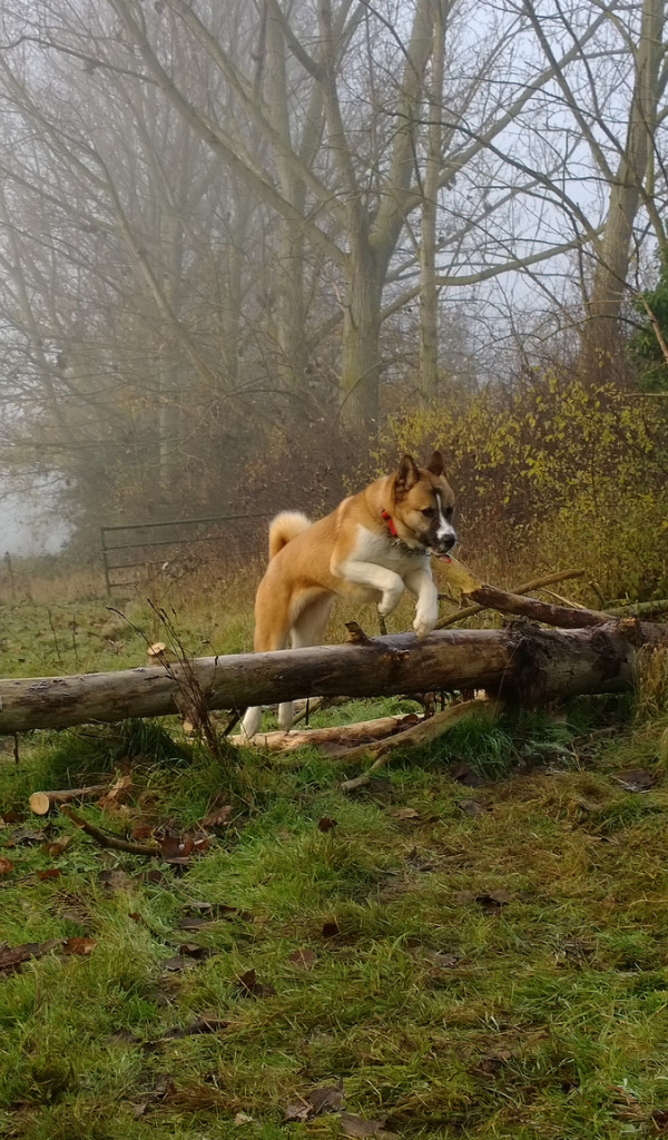 Американская акита прыгает через препятствие