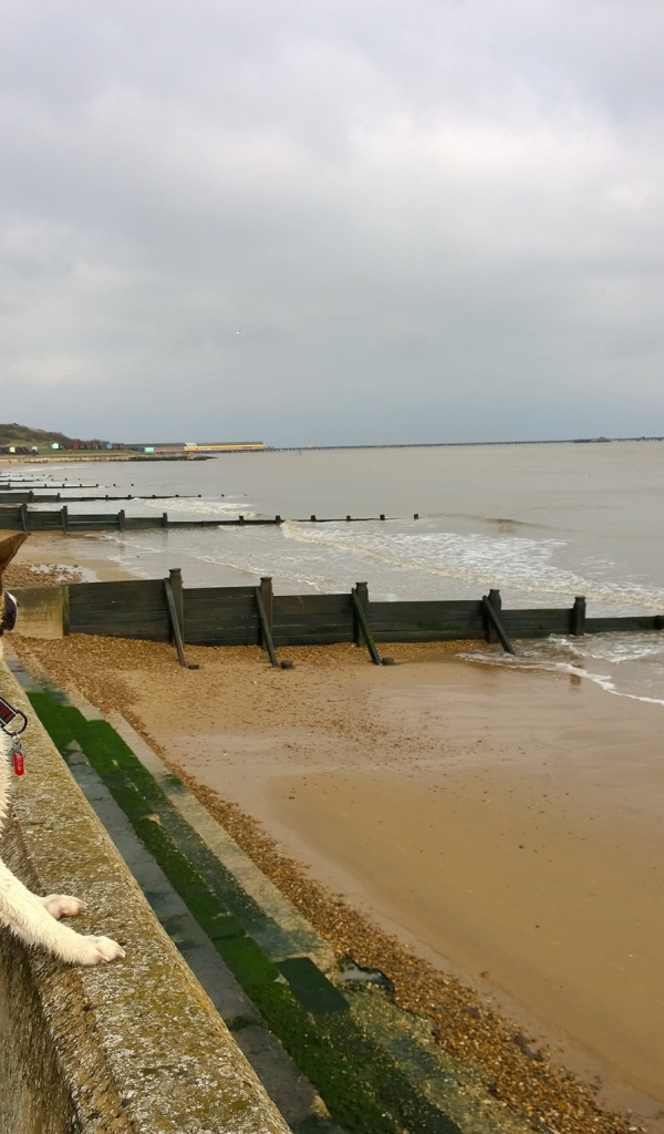 Американская акита на пляже