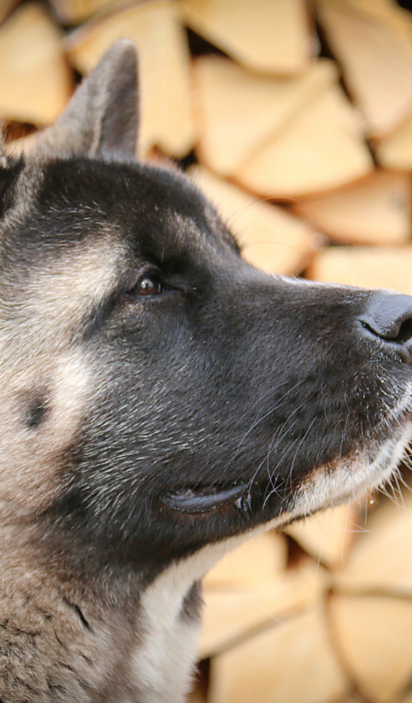 Американская акита на фоне дров