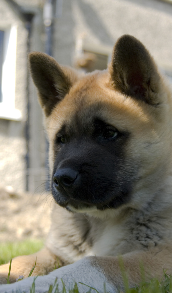 Щенок американской акиты