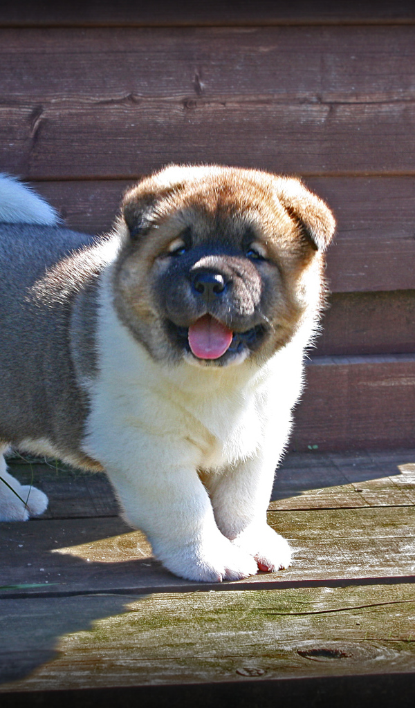 Американская акита показывает язык