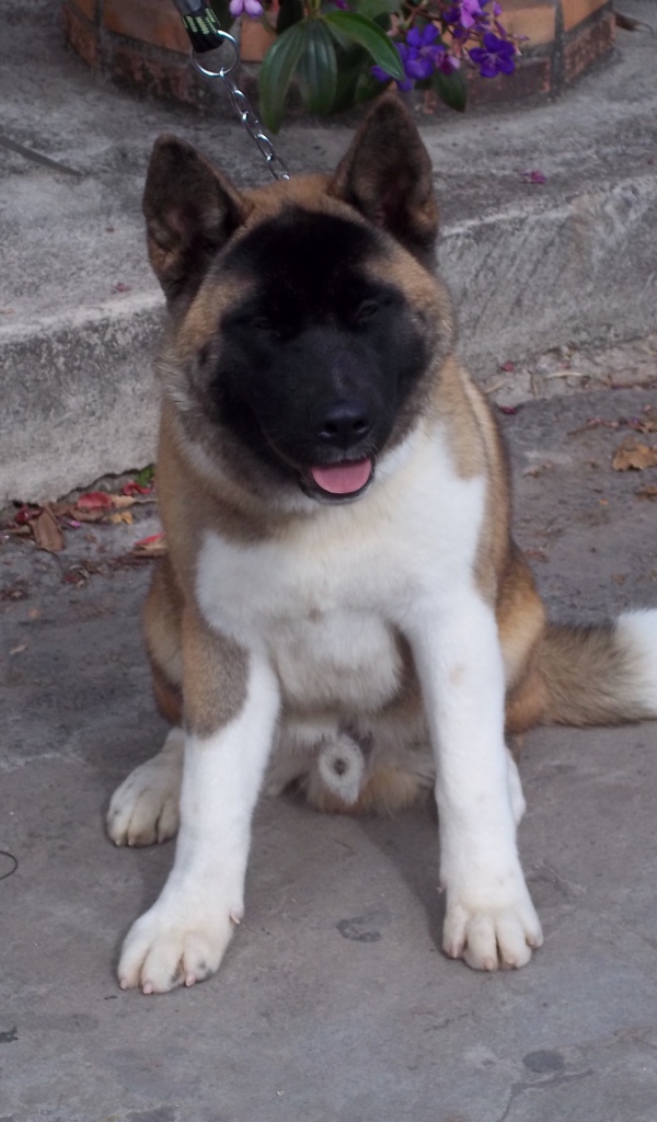 Американская акита сидит на цепи