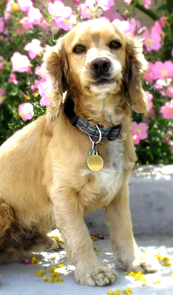 Американский кокер спаниель в цветах