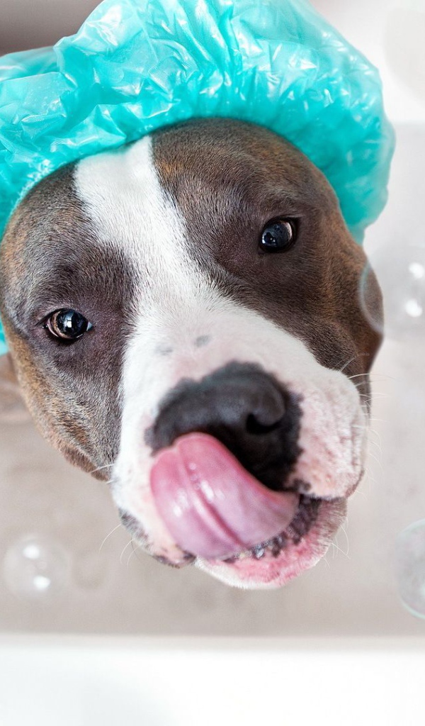 Американский стаффордширский терьер купается