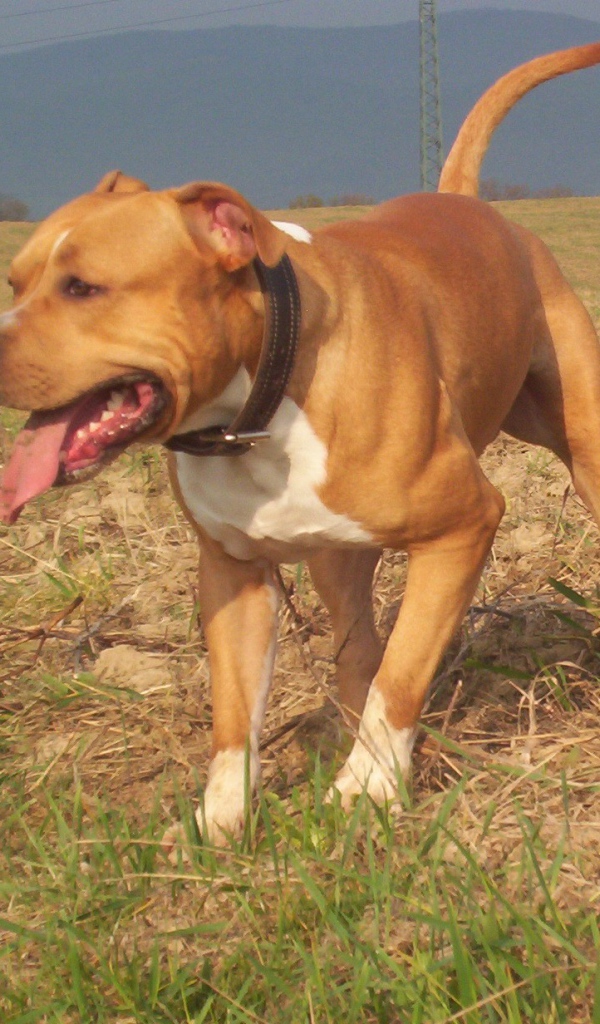 Американский стаффордширский терьер на прогулке