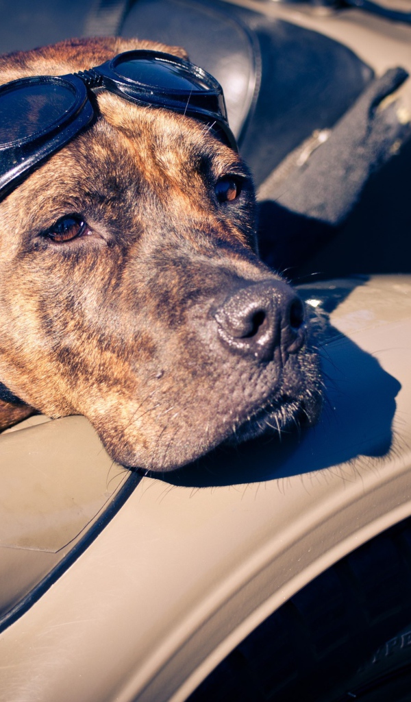 Американский стаффордширский терьер в мотоцикле