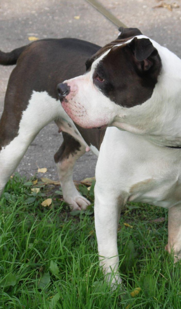 Американский стаффордширский терьер на поводке