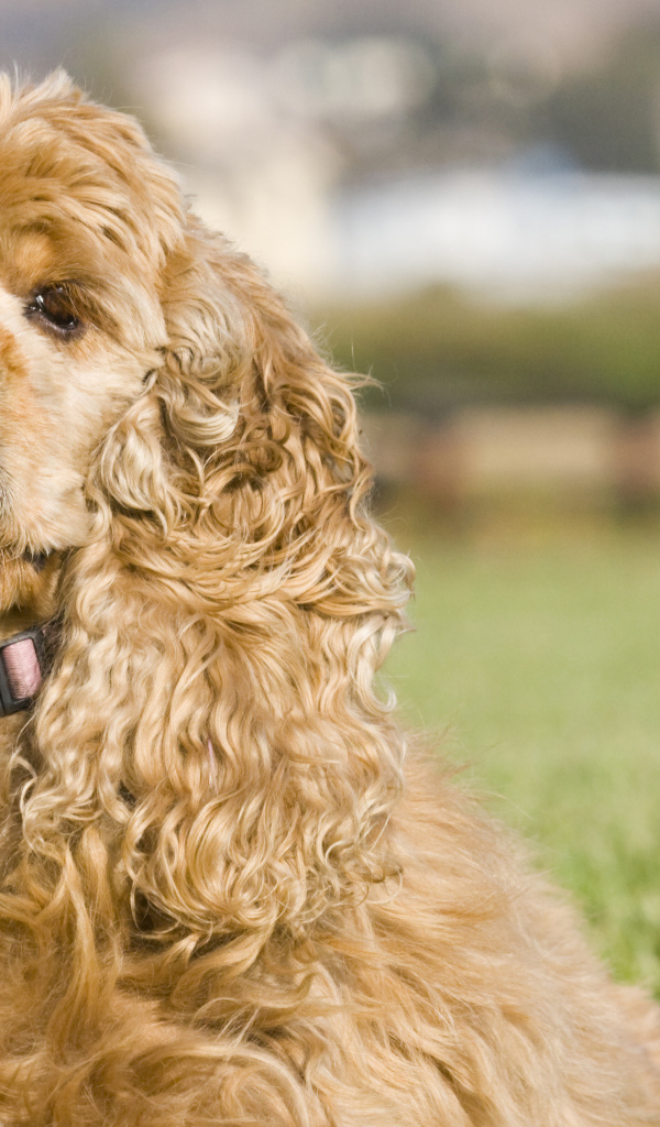 Американский кокер спаниель