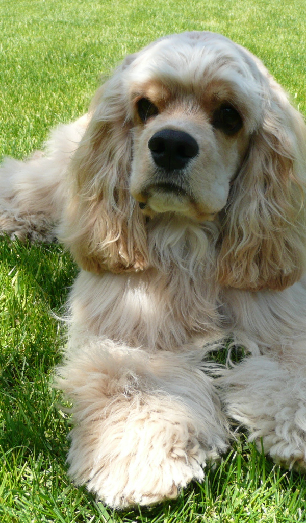 Американский кокер спаниель лежит на траве