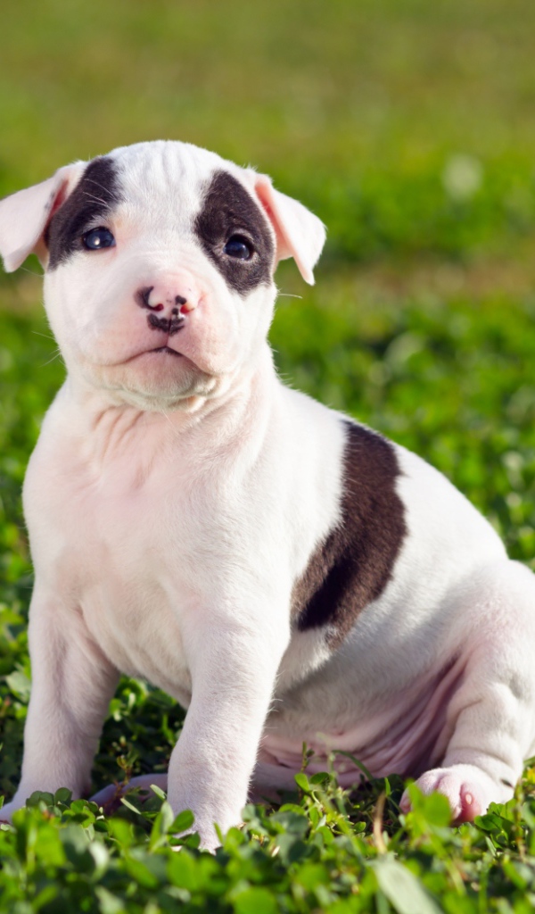 Щенок американского стаффордширского терьера