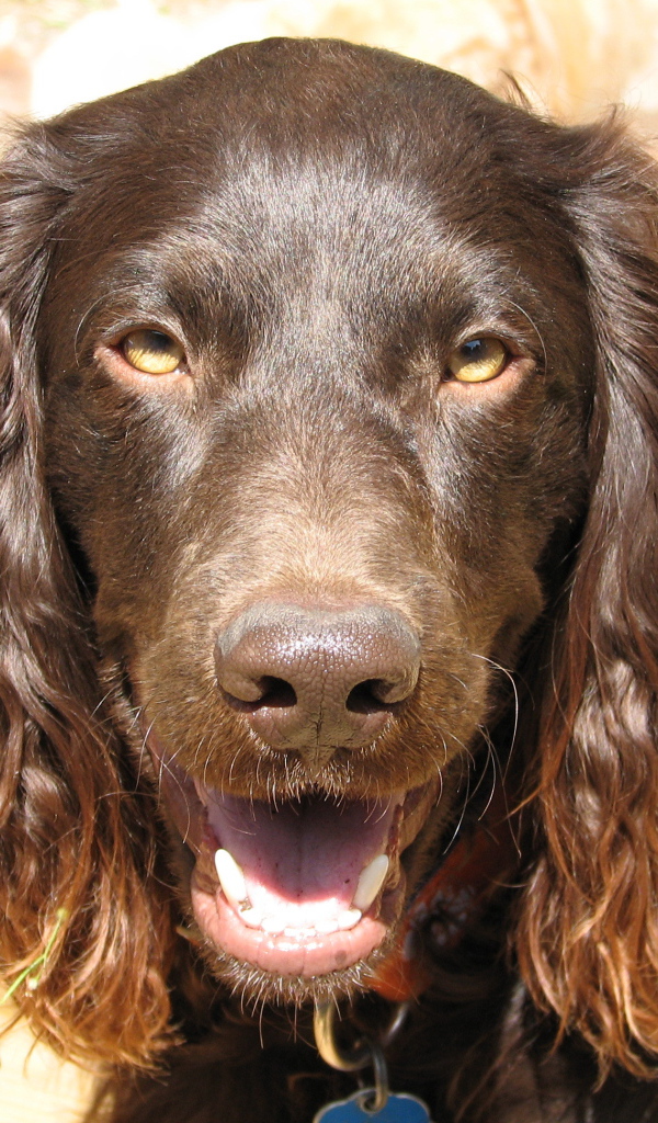 Американский водяной спаниель