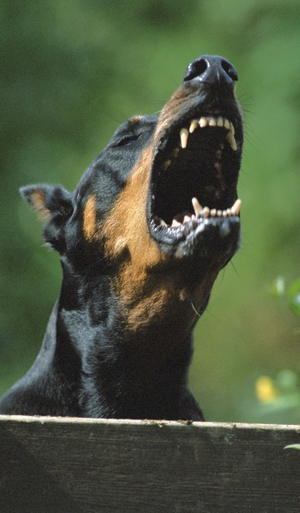 Злой доберман за забором