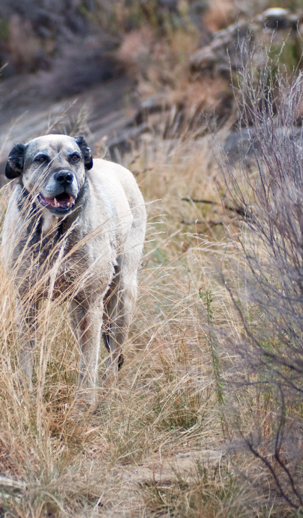 Злой пес чинук