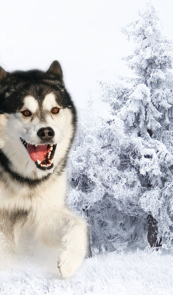 Злая собака лайка